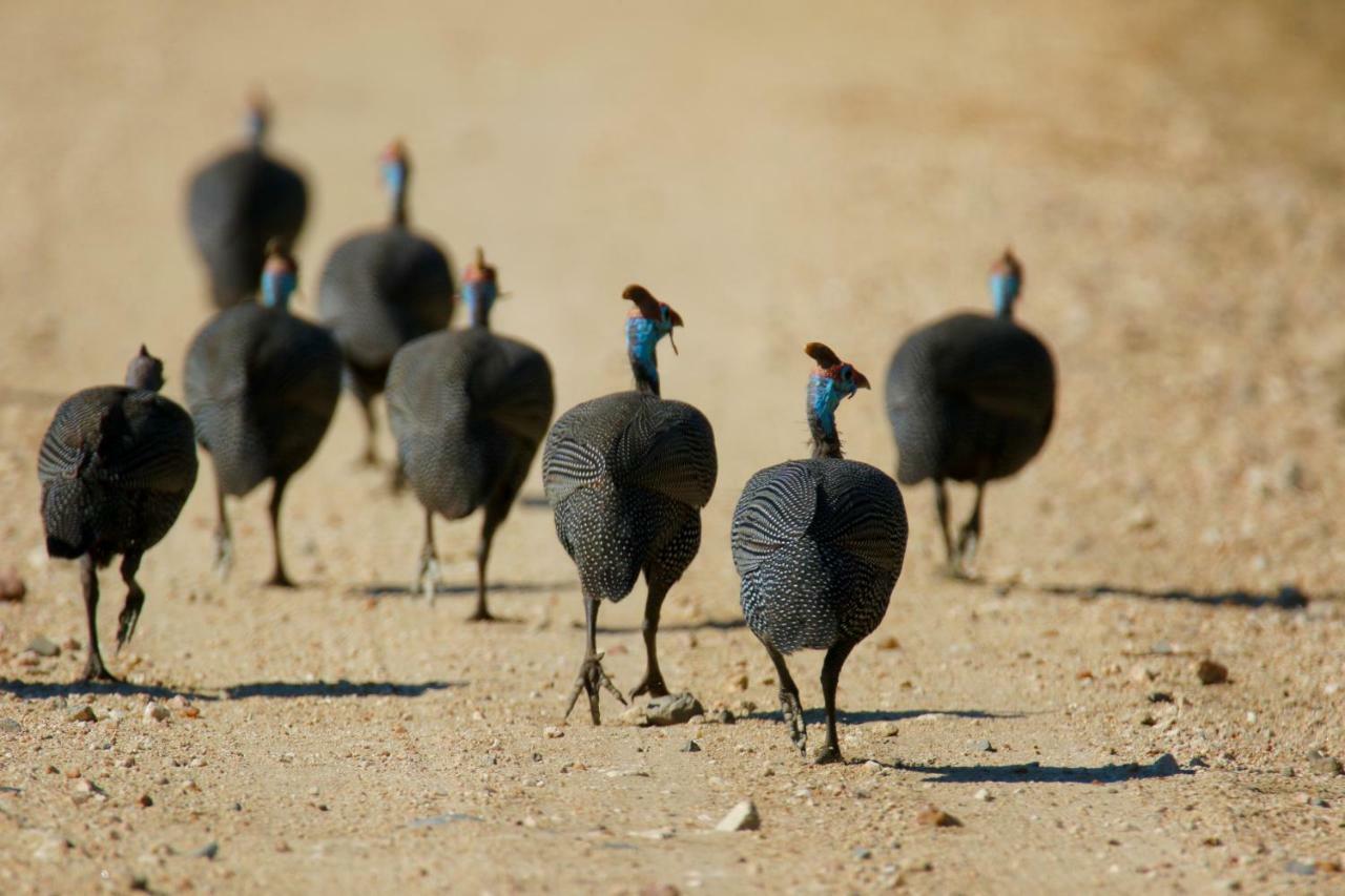 Отель Parsons Hilltop Safari Camp Заповедник Балуле Экстерьер фото