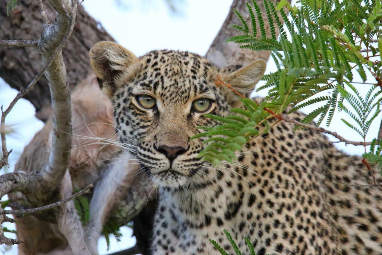 Отель Parsons Hilltop Safari Camp Заповедник Балуле Экстерьер фото